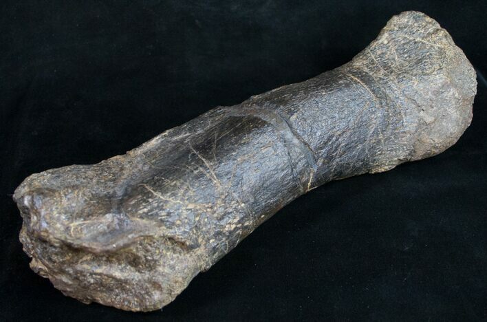 Sauropod (Diplodocus) Metatarsal - Dana Quarry #10071